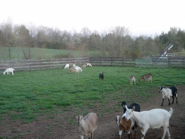field-of-goats2-kk